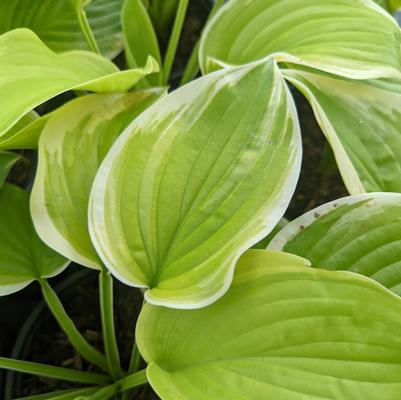 Hosta fortunei 'Fragrant Bouquet'