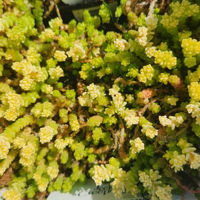 Sedum acre 'Aureum'