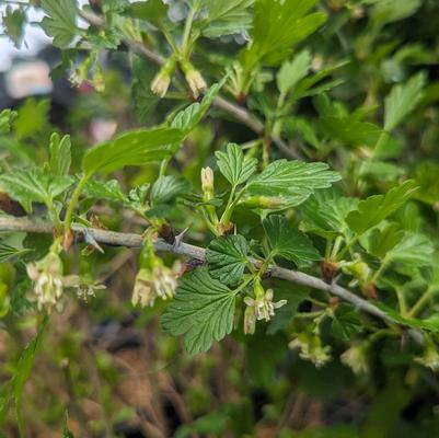 Ribes Hinnonmaki Red