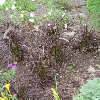 Pennisetum setaceum Rubrum