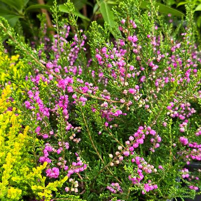 Calluna vulgaris Tib