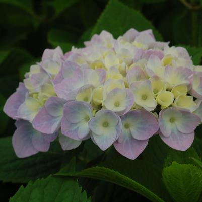 Hydrangea macrophylla Nantucket Blue