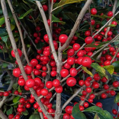 Ilex verticillata 'Red Sprite'