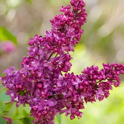 Syringa vulgaris 'Charles Joly'