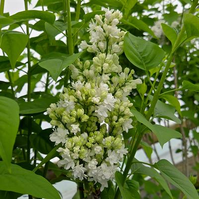 Syringa vulgaris 'Krasavitsa Moskvy'