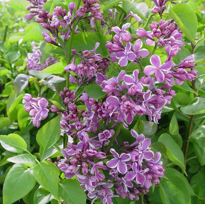 Syringa vulgaris 'Sensation'