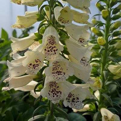 Digitalis purpurea 'Dalmation Crème'