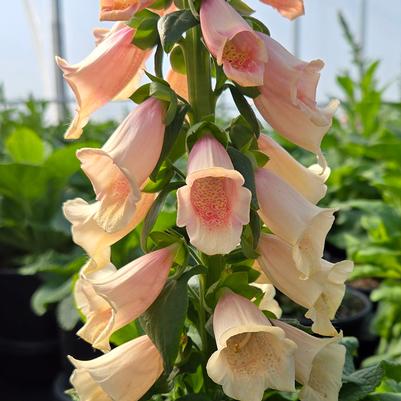 Digitalis purpurea 'Dalmation Peach'