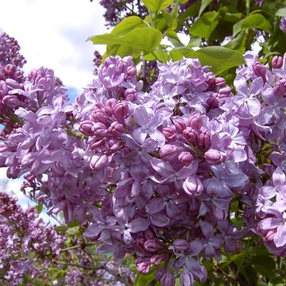 Syringa vulgaris 'Lavender Lady'