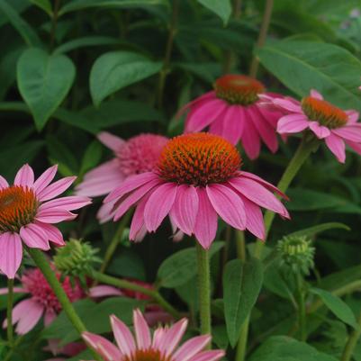 Echinacea purpurea Pow Wow® Wildberry
