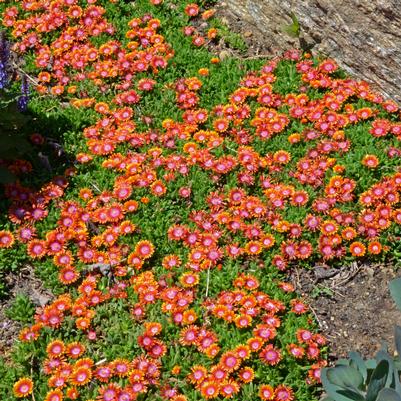 Delosperma x Fire Spinner®