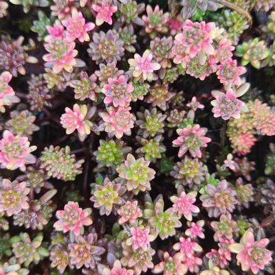 Sedum album 'Coral Carpet'