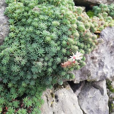 Sedum hispanicum 