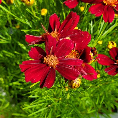 Coreopsis verticillata Permathread™ 'Red Satin'