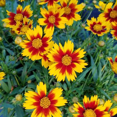 Coreopsis x Li'l Bang™ Li'l Bang™ 'Daybreak'