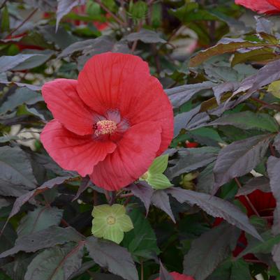 Hibiscus x Midnight Marvel