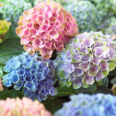Hydrangea macrophylla Magical® Revolution