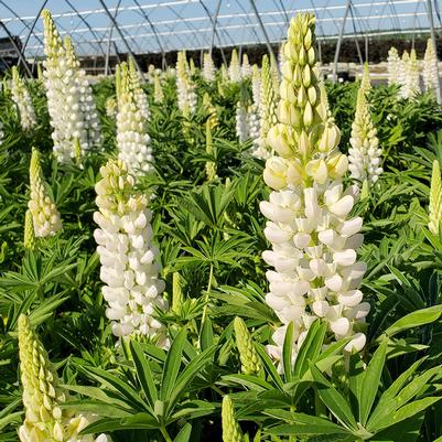 Lupinus 'Noble Maiden'