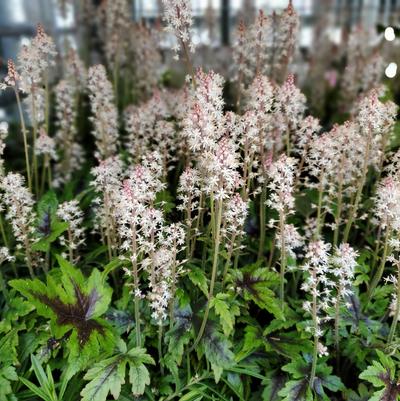 Tiarella x 'Sugar & Spice'