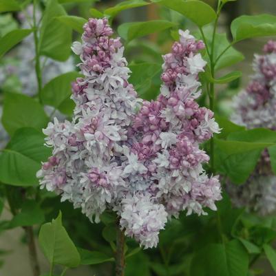 Syringa x hyacinthiflora 'Equinox Valley'