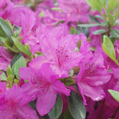 Azalea x 'Karen'