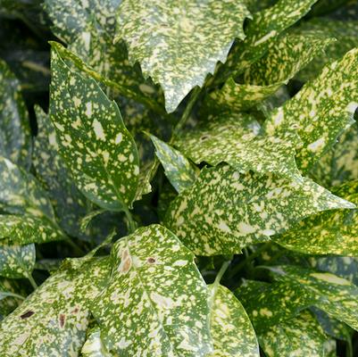 Aucuba japonica 'Variegata' - Gold Dust
