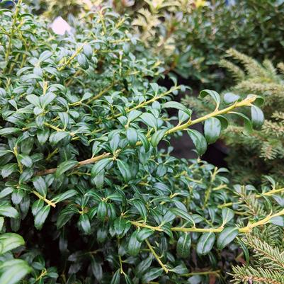 Ilex crenata 'Soft Touch'