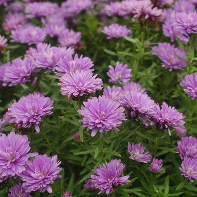 Aster novi-belgii Henry™ I Blue