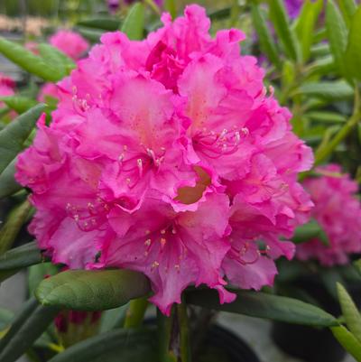 Rhododendron Haaga