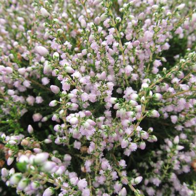 Calluna vulgaris County Wicklow