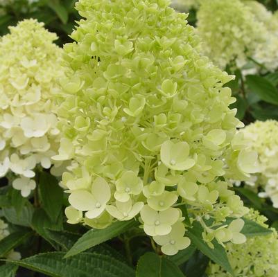 Hydrangea paniculata Sweet Summer