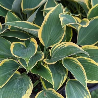 Hosta x 'First Frost'