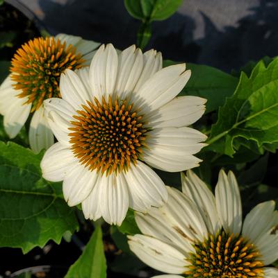 Echinacea purpurea Pow Wow® White
