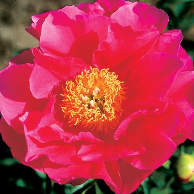 Paeonia lactiflora 'Paula Fay'