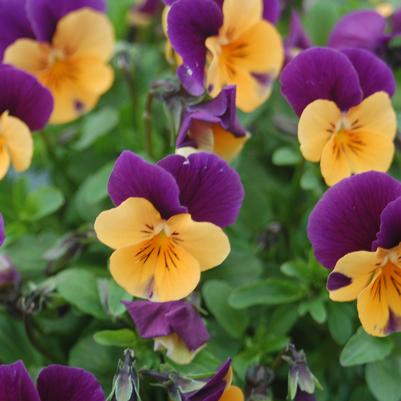 Viola cornuta Penny™ 'Orange Jump-up'