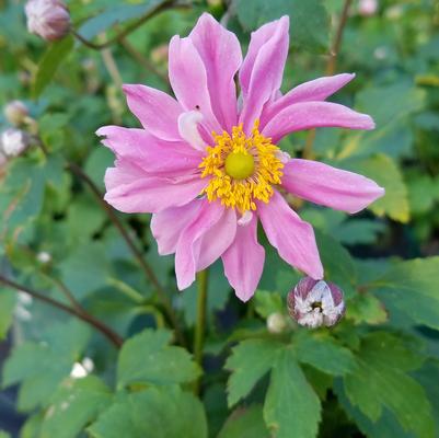 Anemone x Fantasy Fantasy™ 'Pocahontas'