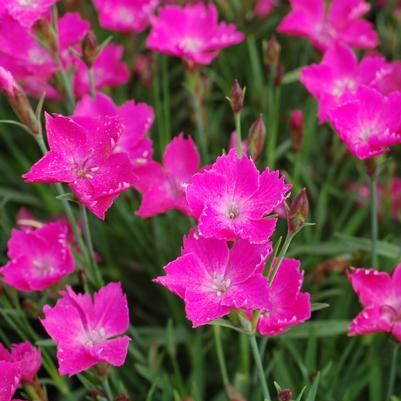 Dianthus x Sunflor® Kahori®