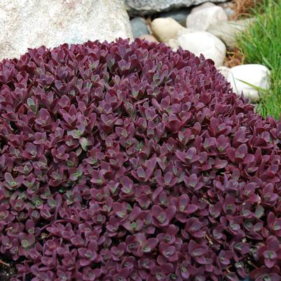 Sedum x Sunsparkler™ Sunsparkler® 'Firecracker'