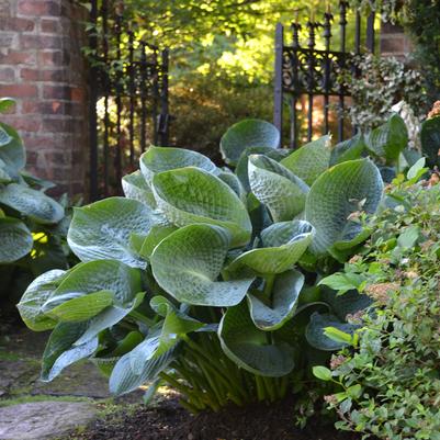 Hosta x 'Abiqua Drinking Gourd'