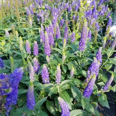 Veronica longifolia 'First Glory'