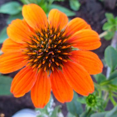 Echinacea x Sombrero® Adobe Orange