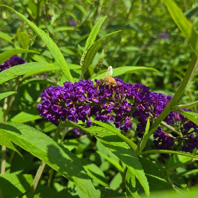 Buddleia davidii 'Black Knight'