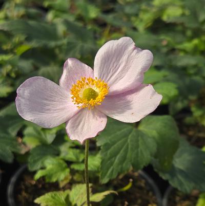 Anemone tomentosa 'Robustissima'