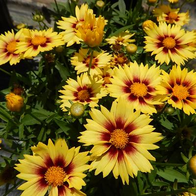 Coreopsis x Li'l Bang™ 'Enchanted Eve'