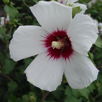 Hibiscus syriacus Red Heart