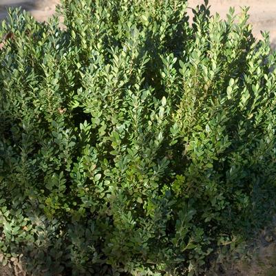 Buxus sempervirens x sinica var. insularis 'Green Mountain'