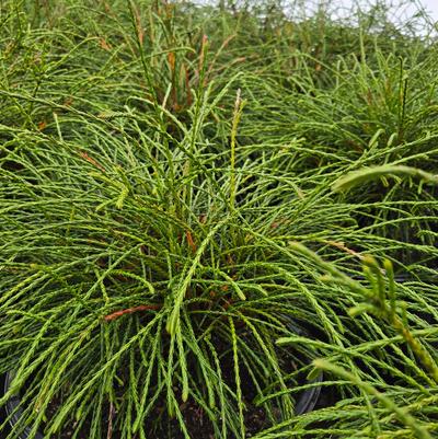 Thuja plicata 'Whipcord'
