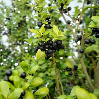 Ilex crenata 'Chesapeake'