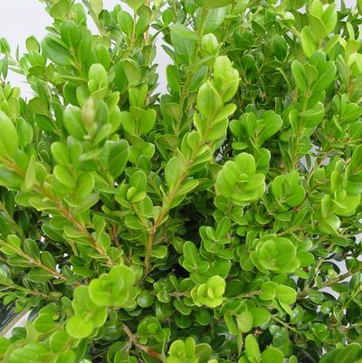 Buxus microphylla var. japonica 'Winter Gem'