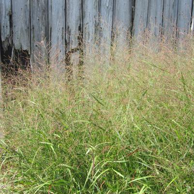 Panicum virgatum 